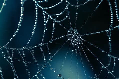 spider web background|spider web background wallpaper.